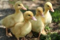 Four small yellow baby duckies Royalty Free Stock Photo