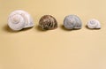 Four Snail Shells on a Sand Colored Background