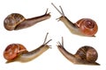 Four snails Royalty Free Stock Photo