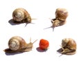 Four snails Royalty Free Stock Photo