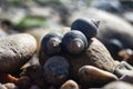 Four Snails Clumped on a Stone