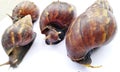 The Four Snails are crawling Royalty Free Stock Photo