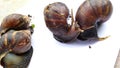 f the four snails crawling Royalty Free Stock Photo