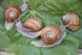 Four snails Royalty Free Stock Photo