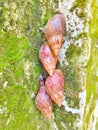 four snails in a row on a mossy wall Royalty Free Stock Photo