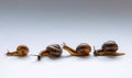 Four snails Royalty Free Stock Photo