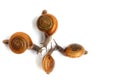 Four Snails on white background Royalty Free Stock Photo