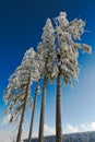 Four snow-capped fir trees in Black Forest