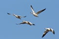 Four Snow Geese In Flight
