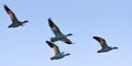 Four snow geese flying above backlit against a blue sky as sunlight illuminates feather edges