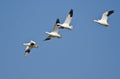 Four Snow Geese Flying in a Blue Sky