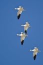 Four Snow Geese Flying in a Blue Sky