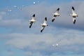 Four Snow Geese Flying in a Cloudy Sky