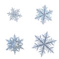 Four snowflakes isolated on white background