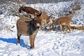 Four snowy donkeys