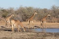 Four Southern Giraffe at a waterhole, South Africa