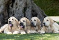 Four Spanish Mastiffs puppies lying on the grass Royalty Free Stock Photo
