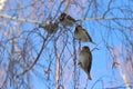 four sparrows on birch branches