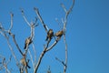 four sparrows sitting on the tree branch with blue sky in background
