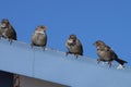 Four sparrows sit side by side