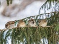 Four Sparrows sits on a fir branch in the autumn or winter