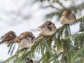 Four Sparrows sits on a fir branch in the autumn or winter