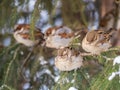 Four Sparrows sits on a fir branch in the autumn or winter