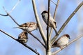 Four sparrows on spear branches