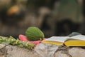 The four species etrog, lulav, myrtle, willow are a Jewish mitzvah on Sukkot. Lay next to a prayer book, on a stone fence