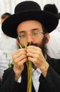 Four Species Market for Jewish Holiday of Sukkot