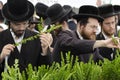Four Species Market for Jewish Holiday of Sukkot