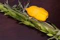 The four species for Sukkot holiday