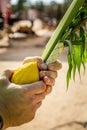 Four species, symbols of Jewish holiday Sukkot Royalty Free Stock Photo