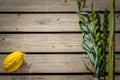 Four species, symbols of Jewish holiday Sukkot