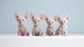 Four Sphynx cats with blue eyes on a white background.