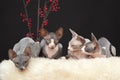 Four sphynx kitten Royalty Free Stock Photo