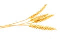 Four spikelets of wheat isolated on white background Royalty Free Stock Photo
