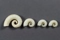 Four Spirula shells Royalty Free Stock Photo