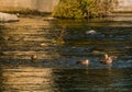 Four spot-billed ducks together in river Royalty Free Stock Photo