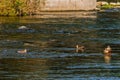 Four spot-billed ducks together in river Royalty Free Stock Photo
