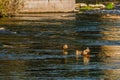 Four spot-billed ducks together in river Royalty Free Stock Photo