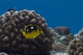 Four Spot Butterflyfish Royalty Free Stock Photo