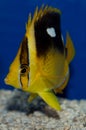 Four Spot Butterflyfish Royalty Free Stock Photo