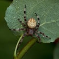 The four-spot orb-weaver, Araneus quadratus