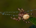 The four-spot orb-weaver, Araneus quadratus