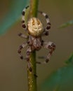 The four-spot orb-weaver, Araneus quadratus