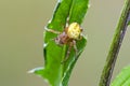 Four-spot orb-weaver sitting on grass