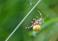 Four-spot Orb Weaver Spider - Araneus quadratus repairing her web.