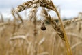 Four-spot orb-weaver spider web wheat ears