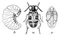 Four Spotted Bean Weevil, vintage illustration